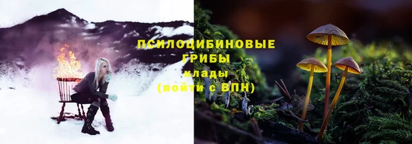 прущие грибы Богданович